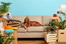 Checklist for Moving with Pets